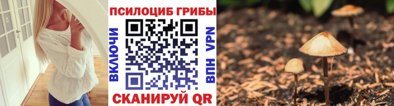 Галлюциногенные грибы Psilocybe купить Валдай